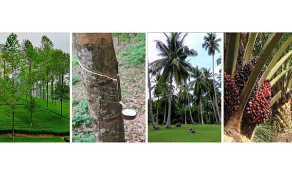 Pulling back the curtain on the privatization of Sri Lanka’s plantation sector