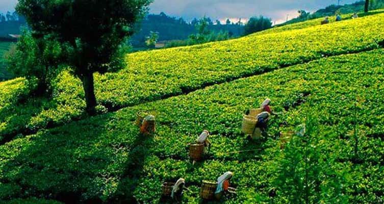 High Grown Tea Production Slumps to an All-Time Low