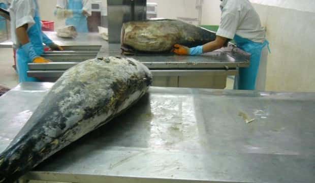 Exclusive: Amidst ban, foreign fish to Europe through Sri Lanka
