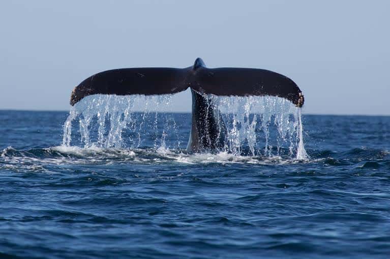 Trekurious and Simplifly Partner to Launch Sri Lanka’s First Aerial Whale Watching Experience