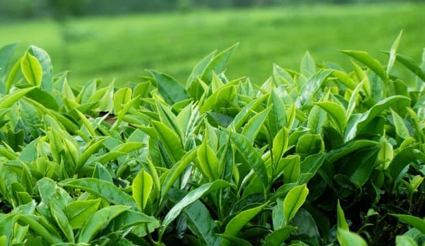 Tea industry’s performance in 2020 and prospects for 2021