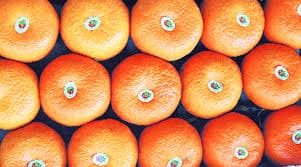 MahaOrange’s first export consignment on its way to Lanka