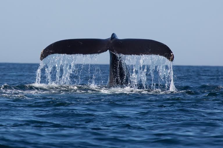 Trekurious and Simplifly Partner to Launch Sri Lanka’s First Aerial Whale Watching Experience