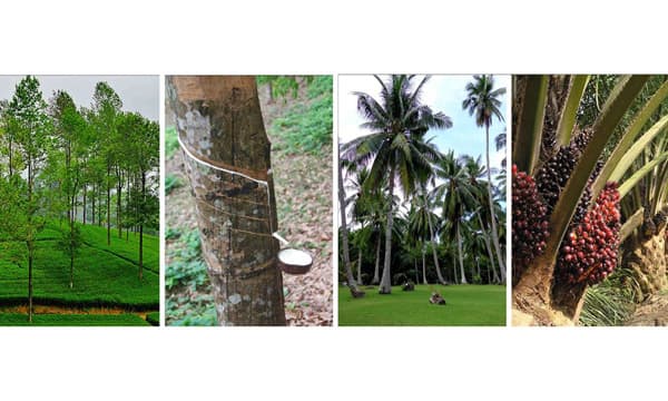 Pulling back the curtain on the privatization of Sri Lanka’s plantation sector